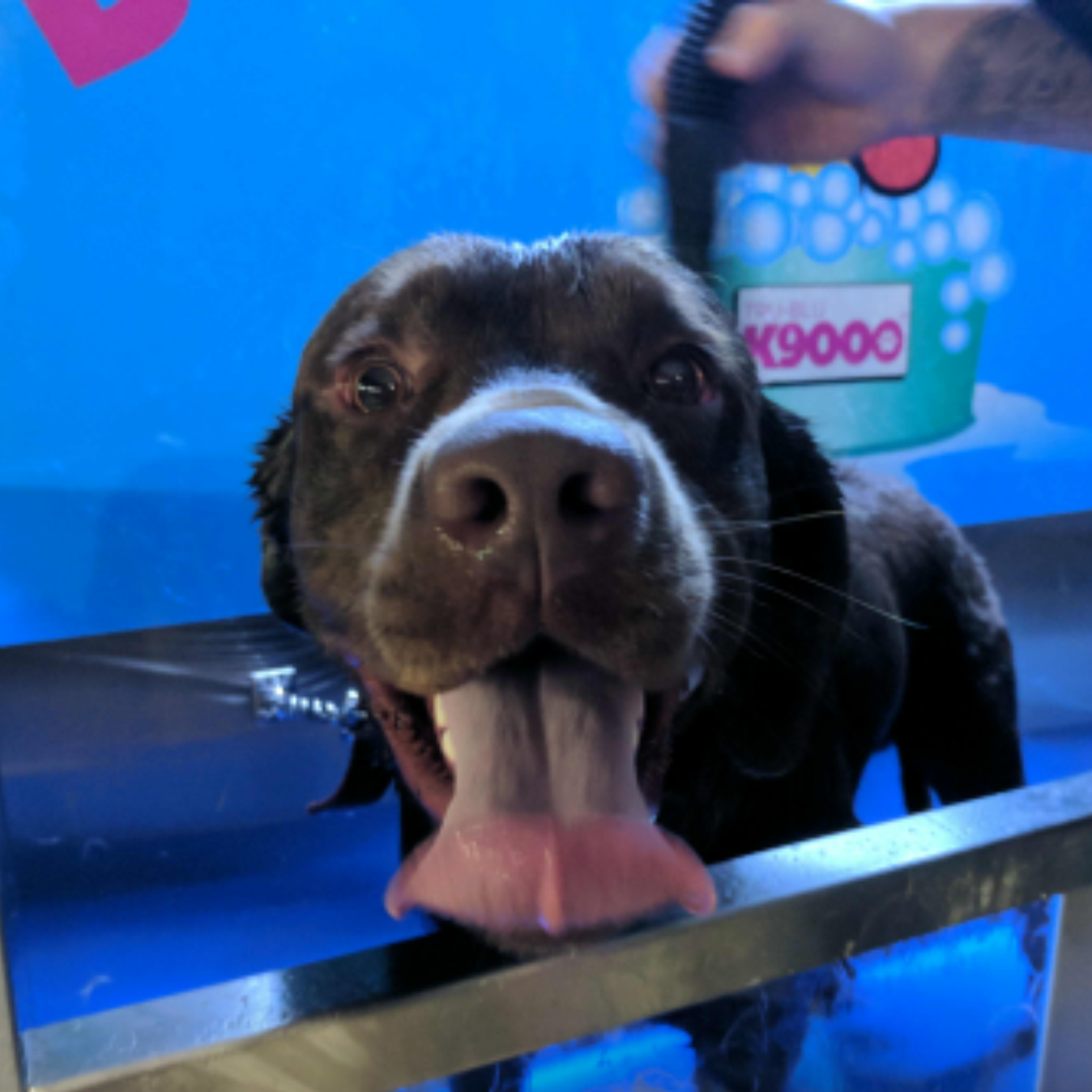 Morisset Car & Dog Wash